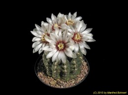 Gymnocalycium quehlianum B69 252